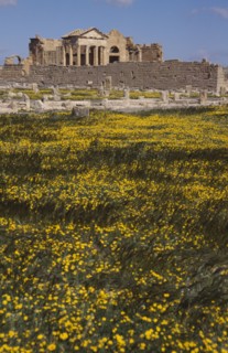 TUNISIA, Sbeitla, 2nd Century Roman ruins with yellow flowers massed in the foreground