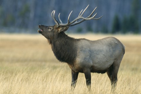 WILDLIFE, Deer, Elk, Male Elk (cervus elaphus) bugling in Yellowstone USA