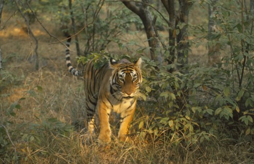 WILDLIFE, Big Game, Cats, Indian Tiger (panthera tigris tigris) Ranthambore National Park Rajasthan