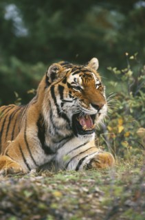 WILDLIFE, Big Game, Cats, Siberian Tiger (panthera tigris altaica) sitting on the ground looking