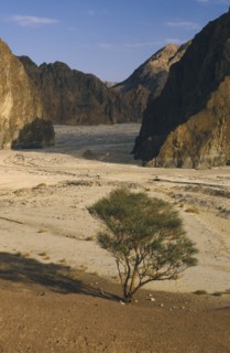 EGYPT,  , Sinai, Tree at entrance to valley in semidesert area
