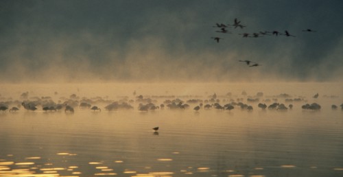 WILDLIFE, Birds, Flamingoes, Flamingoes in flight and wading in a misty dawn on Lake Nakura Kenya