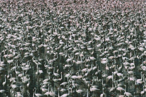 WILDLIFE, Birds, Flamingoes, Greater and Lesser Flamingo (phoenicopterus ruber and minor) massed in