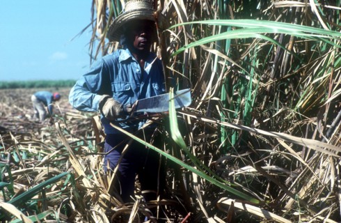 CUBA, Pinar Del Rio , Sugar Cane harvest worker cutting down crops