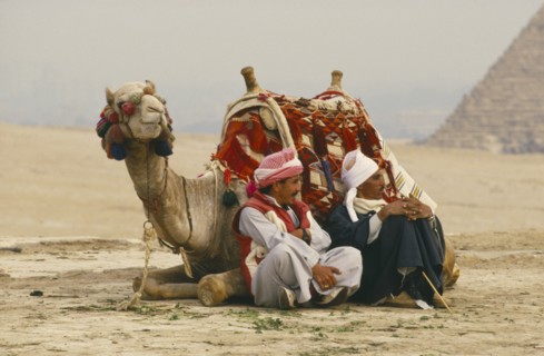 EGYPT, Cairo Area, Giza, Camel lying down with two men seated on one side. Pyramid in background