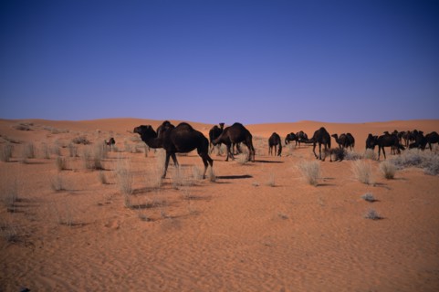 SAUDI ARABIA, Beraydah, "Herd of camels grazing in sandy desert, sparse scrubby vegetation "