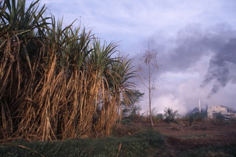 INDIA, Uttar Pradesh , Sugar Cane, Sugar cane growing in foreground with chimneys from sugar mill