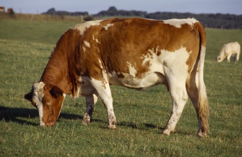 AGRICULTURE, Livestock, Cattle, Red and white cow grazing in a field in the South Downs.