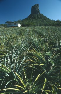 AUSTRALIA, Queensland, Mount Coonowrin, Pineapple farm