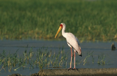 WILDLIFE, Birds, Stork, Yellow Billed Stork standing on the ground by a lake in Kenya