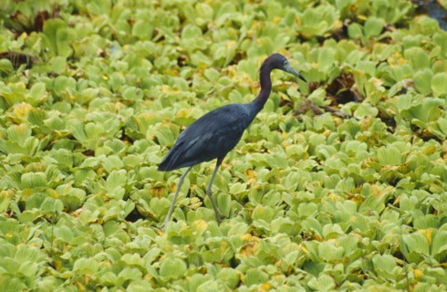 WILDLIFE, Birds, Ibis, Glossy Ibis walking on water cucumber plants in water in  Florida USA