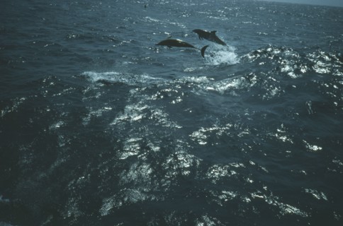 WILDLIFE, Sealife, Dolphins, Two Dolphins bow riding in the Arabian Sea