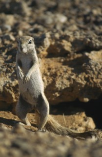 WILDLIFE, Rodents, Prairie Dog, Prairie Dog standing guard in Namibia