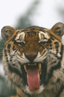 WILDLIFE, Big Game, Cats, Siberian Tiger (panthera tigris altaica) yawning