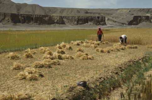 CHINA, Qinghai Province, Agriculture, Harvesting wheat