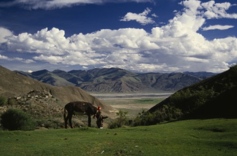 CHINA, Tibet  , Tsangpo Valley, Tethered grazing donkey in mountain landscape.