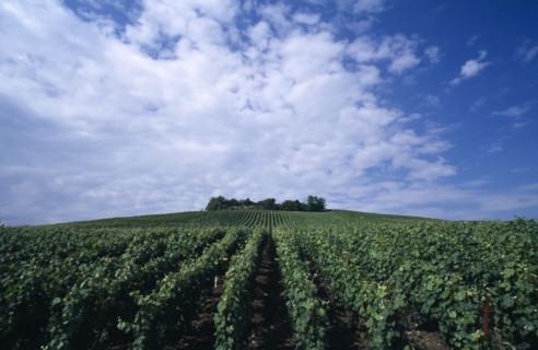 FRANCE, Nord Picardy , Epernay, Champagne vines in lines leading to a wood on the hill above