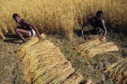 NEPAL, Eastern Terai, Agriculture, Two young men working in field harvesting rice by hand.