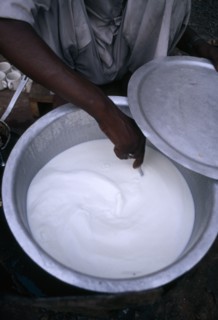 INDIA, Uttar Pradesh, Varanasi, Yogurt making