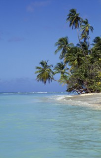 WEST INDIES, Tobago, Pigeon Point, View along shore and beach with palm trees stretching out over