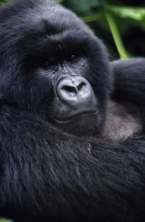 ZAIRE, Animals, Apes, Close view of Mountain Gorilla in natural habitat in the Virunga mountain