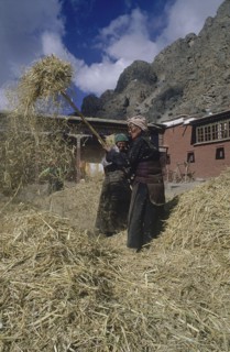TIBET, Tsurpu, Women winnowing rice in a farmyard