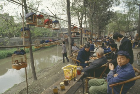 CHINA, Sichuan, Chengdu, Songbirds hanging in cages at a tea house.