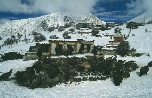 TIBET, Lhasa, Drigung Til, Hilltop sky burial site in the snow with vultures gathered on the ground