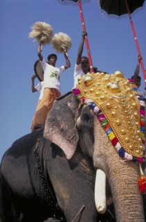 INDIA, Kerala , Trichur, Man  standing on a decorated elephant during the Great Elephant March