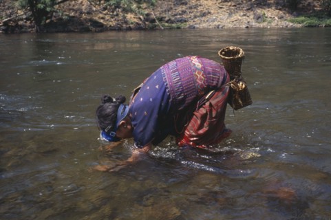 THAILAND, North, Mae Sariang, Mae Lui village. Karen refugee woman gathering shellfish by hand