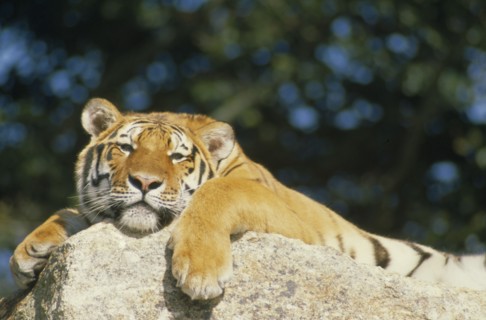 WILDLIFE, Big Game , Cats, Siberian Tiger (panthera tigris altaica) lying on rock almost asleep