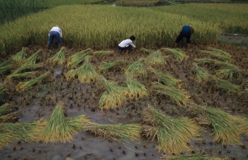CHINA, Guangxi, Yangshuo, Rice harvest