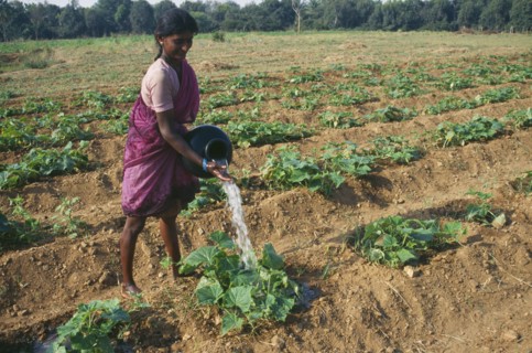 INDIA, Karnataka, Agriculture, Woman hand watering vegetable crop growing in ridged furrows.
