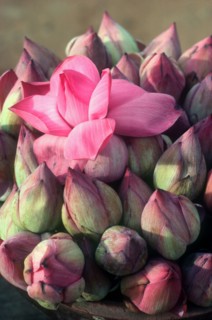 SRI LANKA, Flowers, Lotus buds for temple offerings
