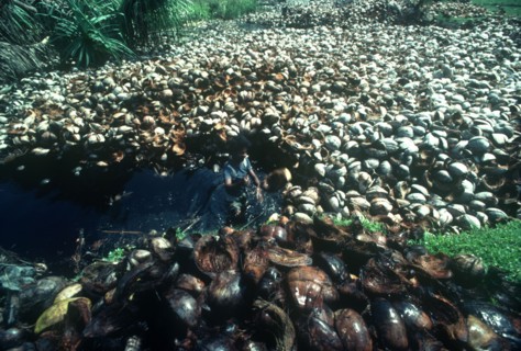 SRI LANKA, Industry, Man wetting coconut husks for making coir