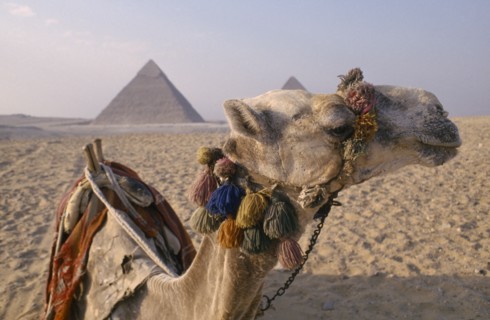 EGYPT, Cairo Area, Giza, The Pyramids. Camel In Foreground