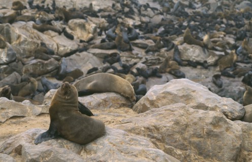 WILDLIFE, Sealife, Sea Lions, Sea Lion colony on the Atlantic coast of Namibia