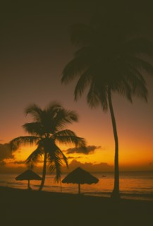 WEST INDIES, Tobago, Turtle Beach, Sunset at sea through coconut palm trees with thatched shelters