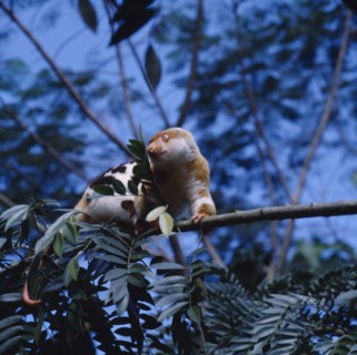 PAPUA NEW GUINEA, General, A Loris. Brown and white with black spots and a long tail perched in