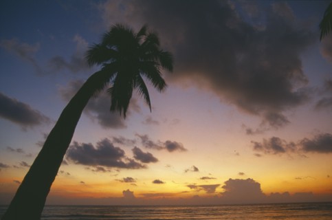 THAILAND, Surat Thani, Ko Samui, Coconut palm tree at sunrise