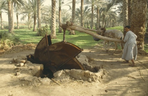 EGYPT, Nile Valley, Sakia, Boy using typical water wheel. Palm trees behind