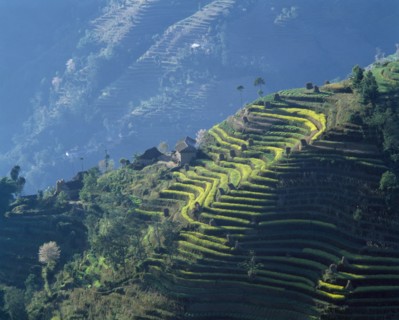NEPAL, Nargakot , Village house and crops growing on mountain terraces.