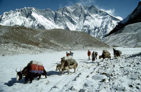 NEPAL, Everest and Gokyo, Lhotse Peak, Yaks loaded with packs walking through snowy mountain range