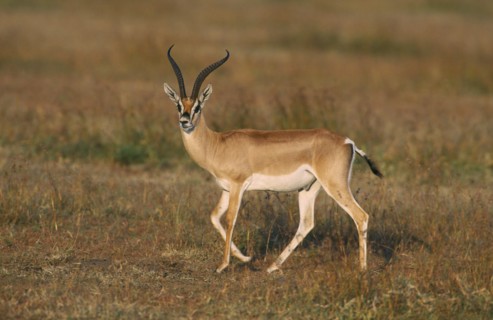 WILDLIFE, Gazelle, Grant’s Gazelle (gazelle granti) walking on the Masai Mara Kenya