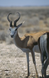 WILDLIFE, Springboks, Springbok at Etosha National Park in Namibia