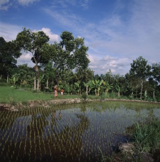 INDONESIA, Java, Nea Yogyakarta, "Boys with pinapples on poles walk between rice paddies, bananas &