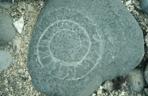 ROCKS, Fossils, Ammonite