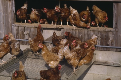 AGRICULTURE, Livestock, Poultry, Free range hens leaving their coop.