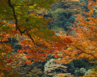 JAPAN, Honshu, Weather, Detail of colourful autumn leaves