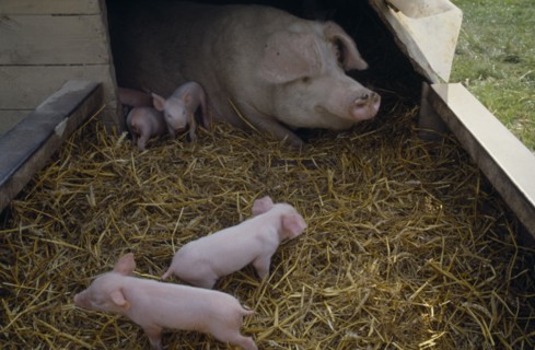AGRICULTURE, Lifestock, Pigs, Day old piglets and sow in straw in sty.